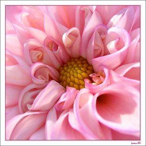 Pink Flower.jpg
