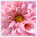 Pink Flower.jpg