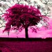 pinky tree.jpg